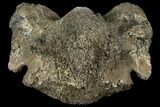 Fossil Rhino (Stephanorhinus) Atlas Vertebra - Germany #111863-2